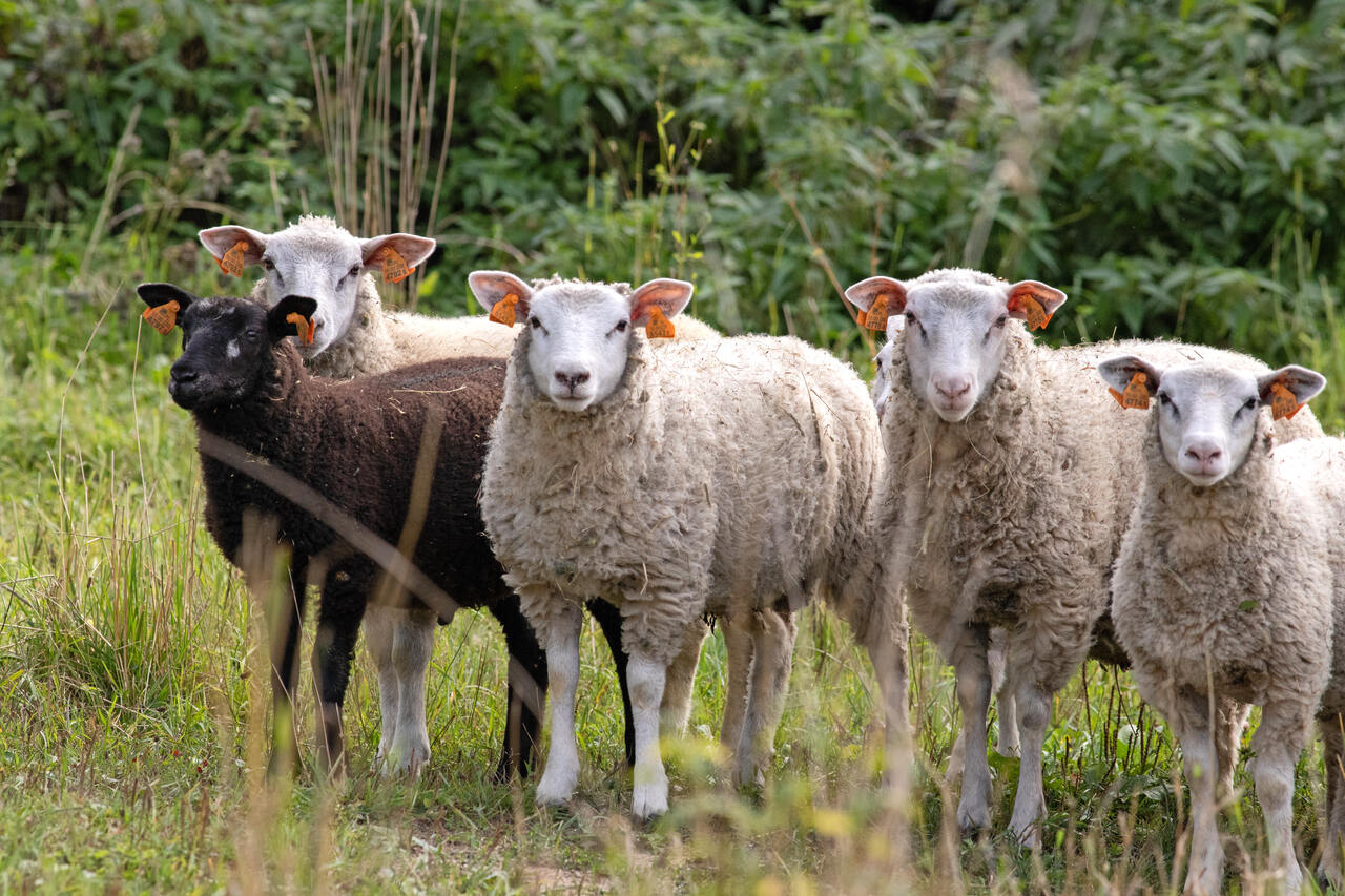 Stado owiec na farmie crazy butcher